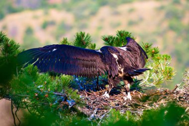 Akbaba yuvası. Cinereous Akbaba. Çam ağacı. Yeşil orman arka planı.
