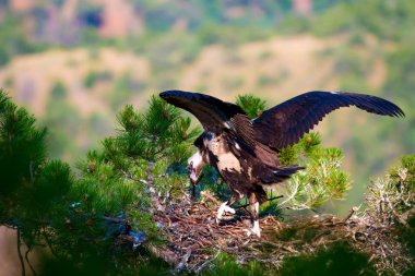 Akbaba yuvası. Cinereous Akbaba. Çam ağacı. Yeşil orman arka planı.