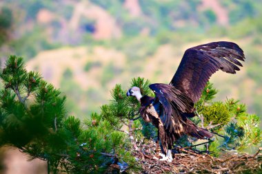 Akbaba yuvası. Cinereous Akbaba. Çam ağacı. Yeşil orman arka planı.