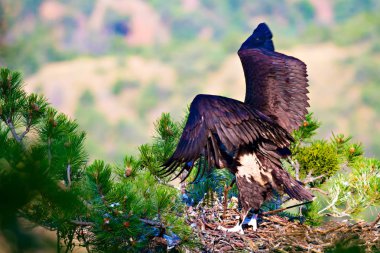 Akbaba yuvası. Cinereous Akbaba. Çam ağacı. Yeşil orman arka planı.