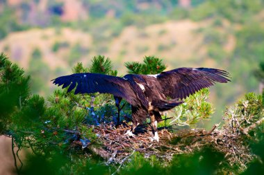 Akbaba yuvası. Cinereous Akbaba. Çam ağacı. Yeşil orman arka planı.