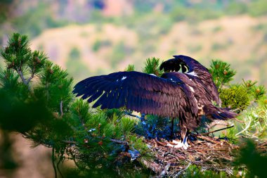 Akbaba yuvası. Cinereous Akbaba. Çam ağacı. Yeşil orman arka planı.