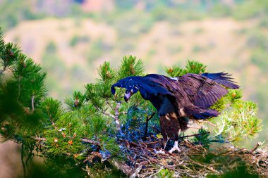 Akbaba yuvası. Cinereous Akbaba. Çam ağacı. Yeşil orman arka planı.