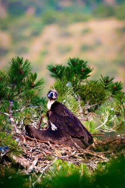 Akbaba yuvası. Cinereous Akbaba. Çam ağacı. Yeşil orman arka planı.