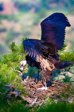 Akbaba yuvası. Cinereous Akbaba. Çam ağacı. Yeşil orman arka planı.