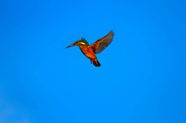 Uçan renkli kuş. Mavi gökyüzü arka planı. Kingfisher.