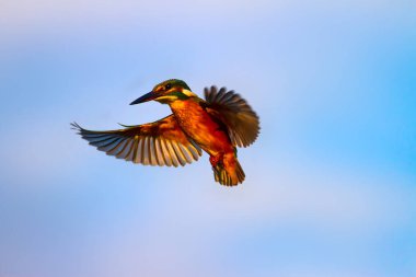Uçan renkli kuş. Mavi gökyüzü arka planı. Kingfisher.