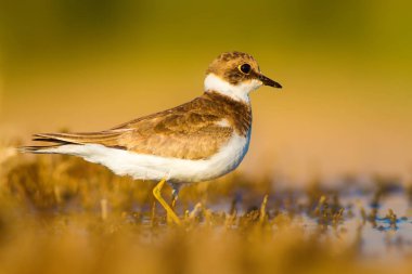 Tatlı küçük su kuşu. Ortak Ringed Plover. Charadrius hiaticula. Yeşil sarı doğa arka plan.