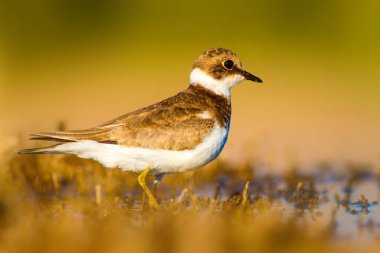 Tatlı küçük su kuşu. Ortak Ringed Plover. Charadrius hiaticula. Yeşil sarı doğa arka plan.