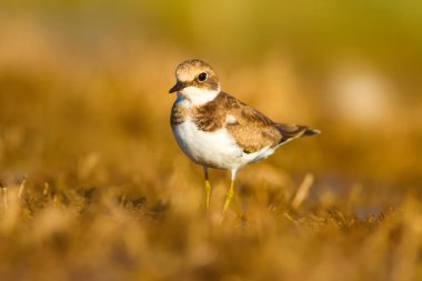 Tatlı küçük su kuşu. Ortak Ringed Plover. Charadrius hiaticula. Yeşil sarı doğa arka plan.