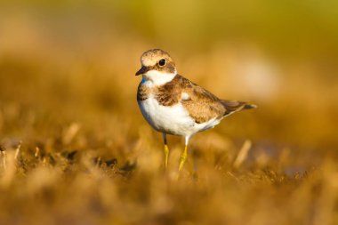 Tatlı küçük su kuşu. Ortak Ringed Plover. Charadrius hiaticula. Yeşil sarı doğa arka plan.