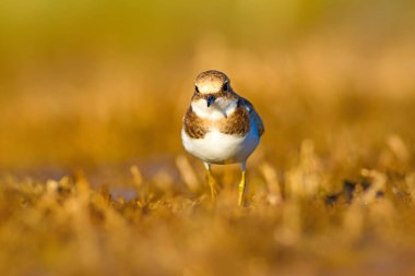 Tatlı küçük su kuşu. Ortak Ringed Plover. Charadrius hiaticula. Yeşil sarı doğa arka plan.