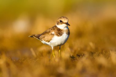 Tatlı küçük su kuşu. Ortak Ringed Plover. Charadrius hiaticula. Yeşil sarı doğa arka plan.