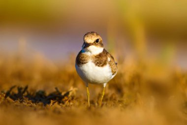 Tatlı küçük su kuşu. Ortak Ringed Plover. Charadrius hiaticula. Yeşil sarı doğa arka plan.