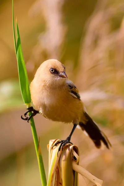 Sevimli Kuşlar Siyah Doğa Arka Plan Sakallı Sazlık Panurus Biarmicus — Stok fotoğraf