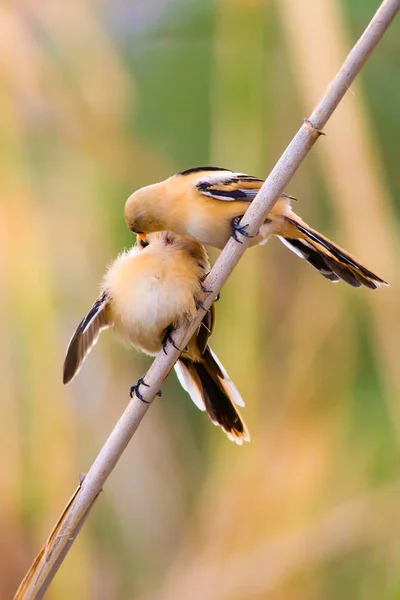 Uccelli Carini Sfondo Nero Natura Barbuto Reedling Panurus Biarmicus — Foto Stock