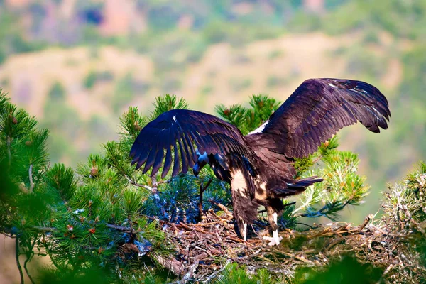 Nido Buitres Buitre Cinéreo Pino Fondo Del Bosque Verde — Foto de Stock