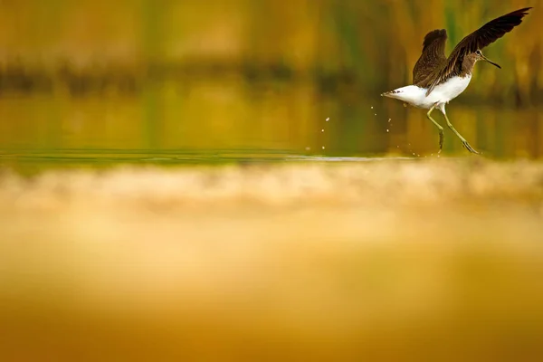 Pássaro Bonito Sandpiper Cores Quentes Fundo Natureza Marsh Sandpiper Tringa — Fotografia de Stock