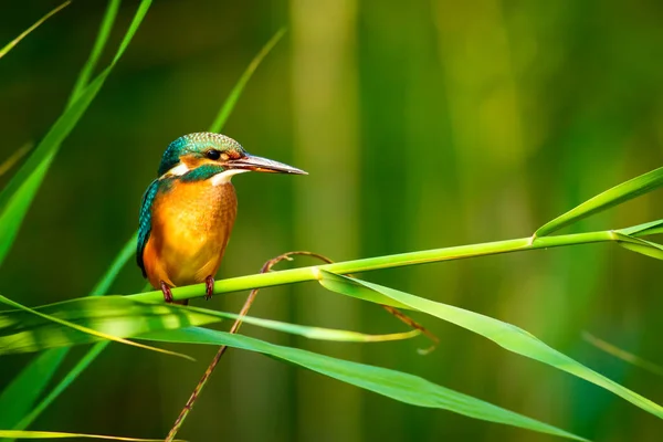 Roztomilý Barevný Pták Kingfisher Izolovaný Pták Zelené Přírodní Pozadí — Stock fotografie