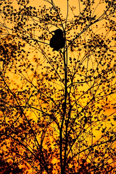 Singvogel Sonnenuntergang Farben Hintergrund — Stockfoto