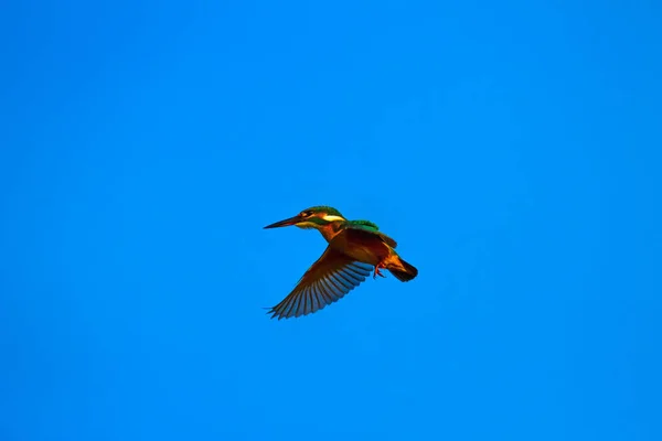 Flying colorful bird. Blue sky background. Kingfisher.