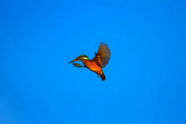 Flying Colorful Bird Blue Sky Background Kingfisher — Stock Photo, Image