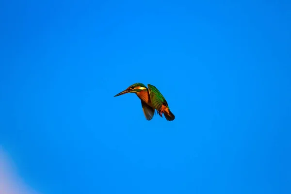 Літаючі Барвисті Птахи Блакитне Тло Неба Kingfisher — стокове фото