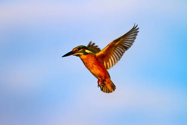 Flying colorful bird. Blue sky background. Kingfisher.