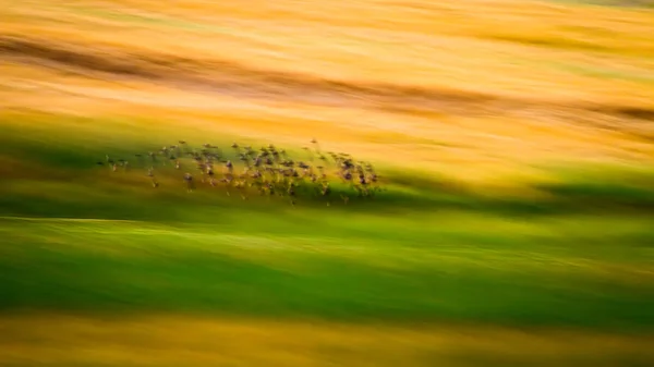 Természet Madarak Absztrakt Természet Fotó Panoráma Fotó Természetes Háttér — Stock Fotó