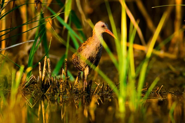 Naturaleza Aves Ferrocarril Fondo Natural — Foto de Stock