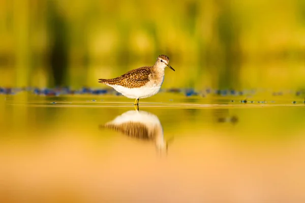水と鳥カラフルな自然湿地の背景 一般的な水鳥 — ストック写真