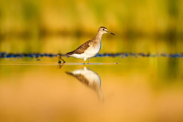 Water and bird. Colorful nature wetland background. Common water bird.