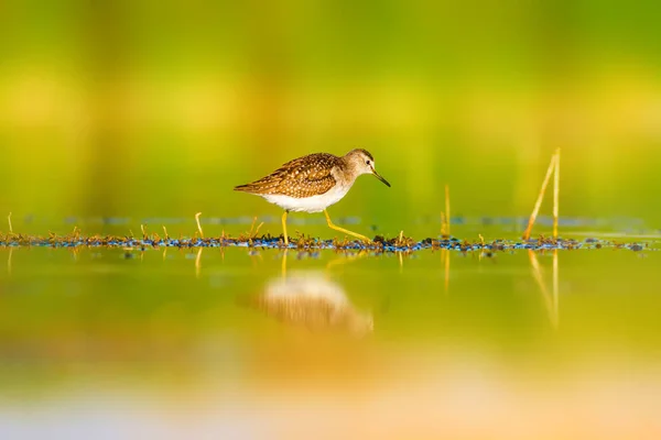 Water and bird. Colorful nature wetland background. Common water bird.