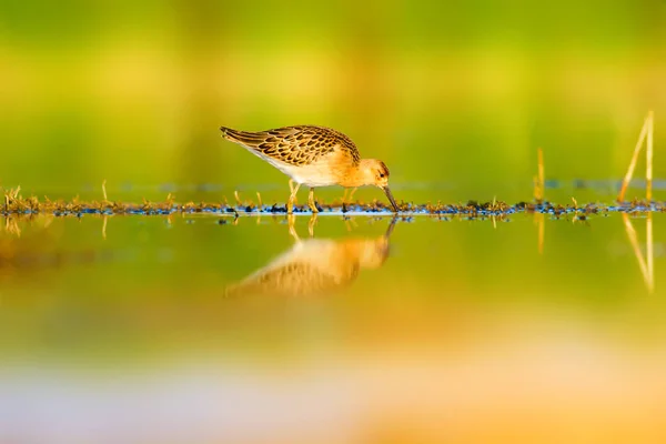 Water and bird. Colorful nature wetland background. Common water bird.