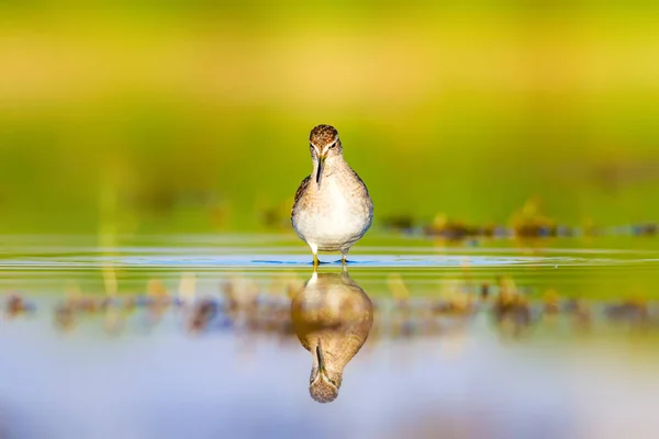 水和鸟 五颜六色的自然湿地背景 普通水鸟 — 图库照片