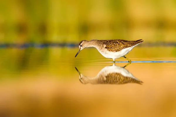 Water and bird. Colorful nature wetland background. Common water bird.