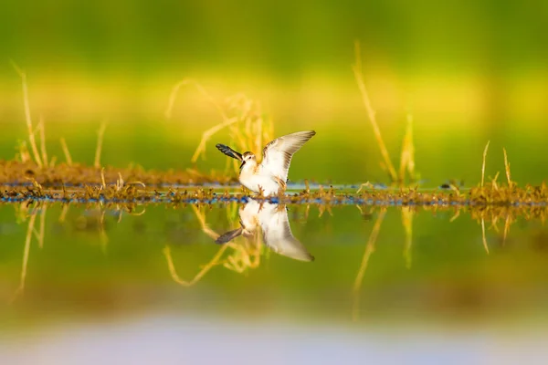 Вода Птах Барвистий Фон Водно Болотних Угідь Загальні Водяні Птахи — стокове фото