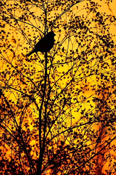 Pássaro Cantante Pôr Sol Cores Fundo — Fotografia de Stock