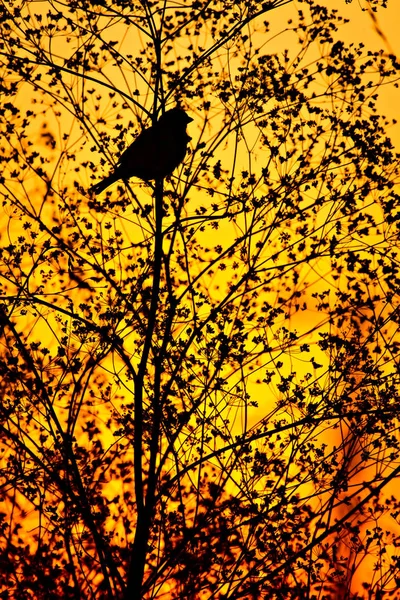 Oiseau Chanteur Coucher Soleil Couleurs Fond — Photo