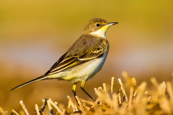 Cute Bird Western Yellow Wagtail Nature Background — Stock Photo, Image