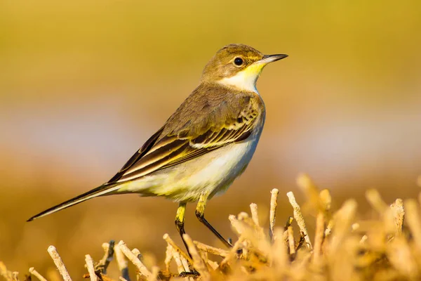 Ładny Ptak Pliszka Zachodnia Żółta Tło Przyrodnicze — Zdjęcie stockowe