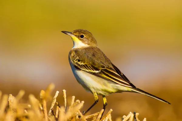 Cute Bird Western Yellow Wagtail Nature Background — Stock Photo, Image