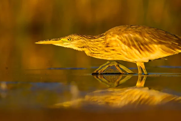 Reiher Jagen Gelb Grüne Natur Lebensraum Hintergrund Art Reiher Ardeola — Stockfoto