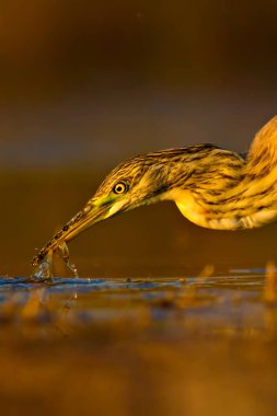 Avcılık balıkçıl. Sarı yeşil doğa Habitat arka plan. Türler: Squacco Heron Ardeola ralloides.