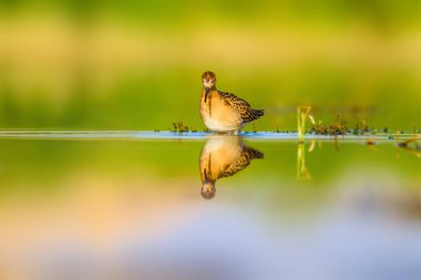 Tatlı su kuşu. Doğal Wetland arka plan. Ortak su kuşu: Ruff. Philomachus Pugnax. 