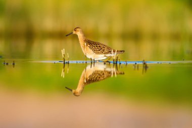 Tatlı su kuşu. Doğal Wetland arka plan. Ortak su kuşu: Ruff. Philomachus Pugnax. 