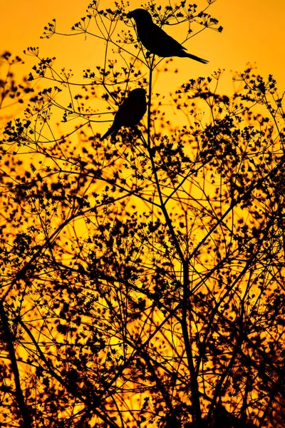 鳥を歌う夕日の色の背景 — ストック写真
