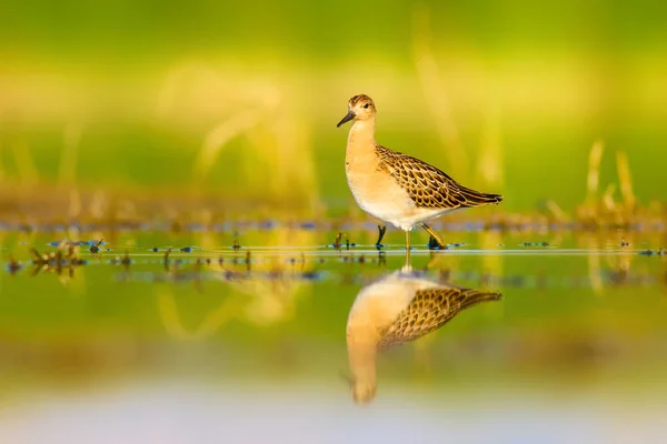Cute water bird. Natural wetland background. Common water bird: Ruff. Philomachus pugnax.