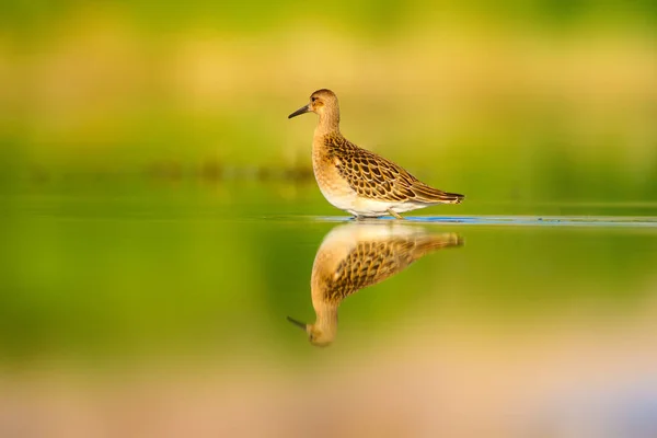 Cute water bird. Natural wetland background. Common water bird: Ruff. Philomachus pugnax.