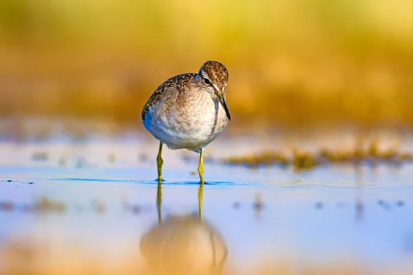 Eau Oiseau Bécasseau Fond Naturel Coloré Oiseau Bécasseau Des Bois — Photo